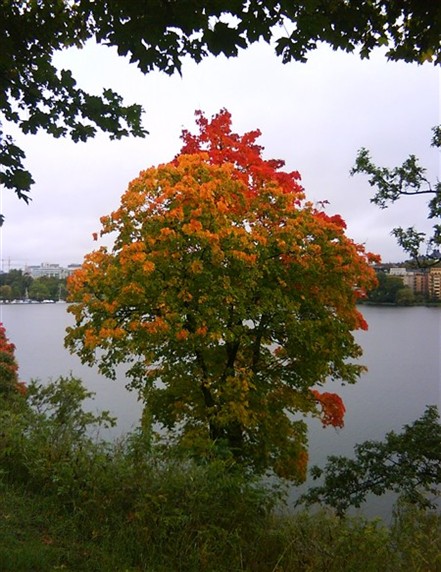 Höst i Stockholm